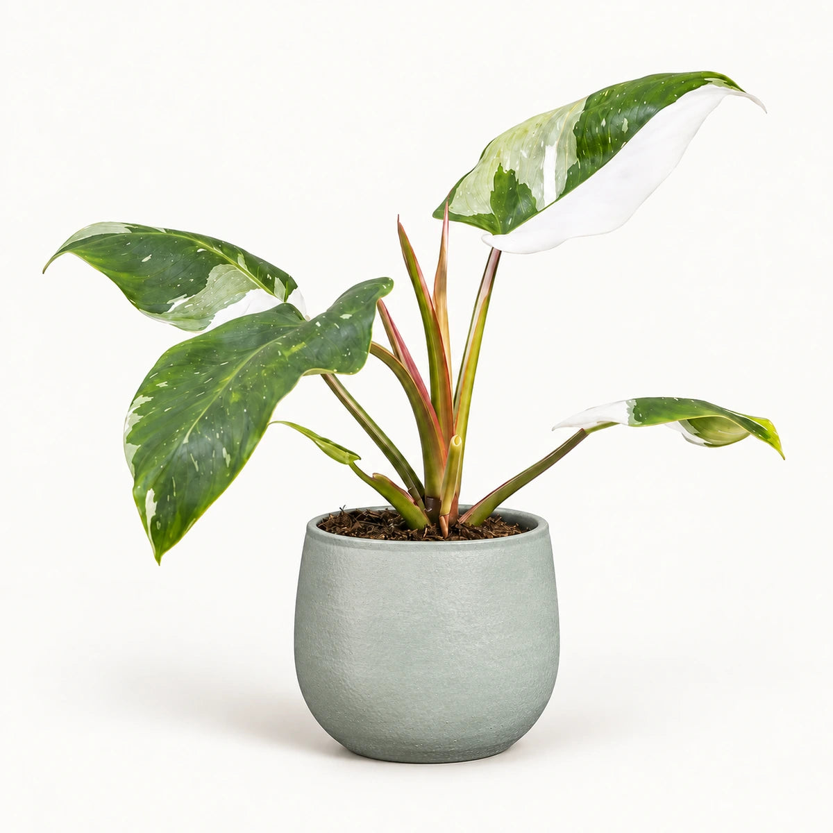 Philodendron 'white princess' 12cm + Sevilla grey 12.5cm (1175801)