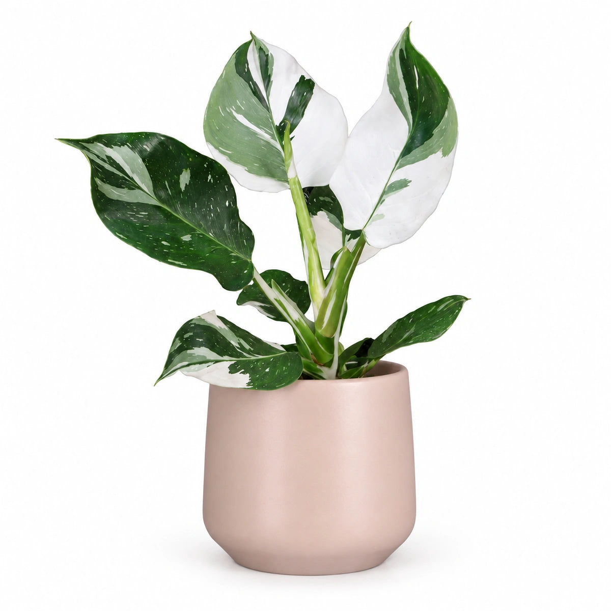 Philodendron 'White Wizard' 12cm + Amber l. pink matt 13cm (1097325)