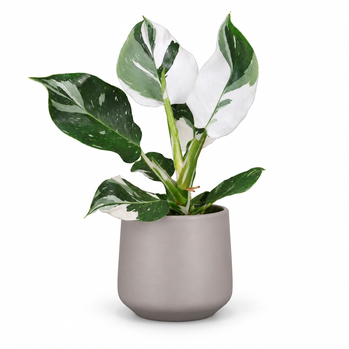 Philodendron 'White Wizard' 12cm + Amber taupe matt 13cm (1097322)