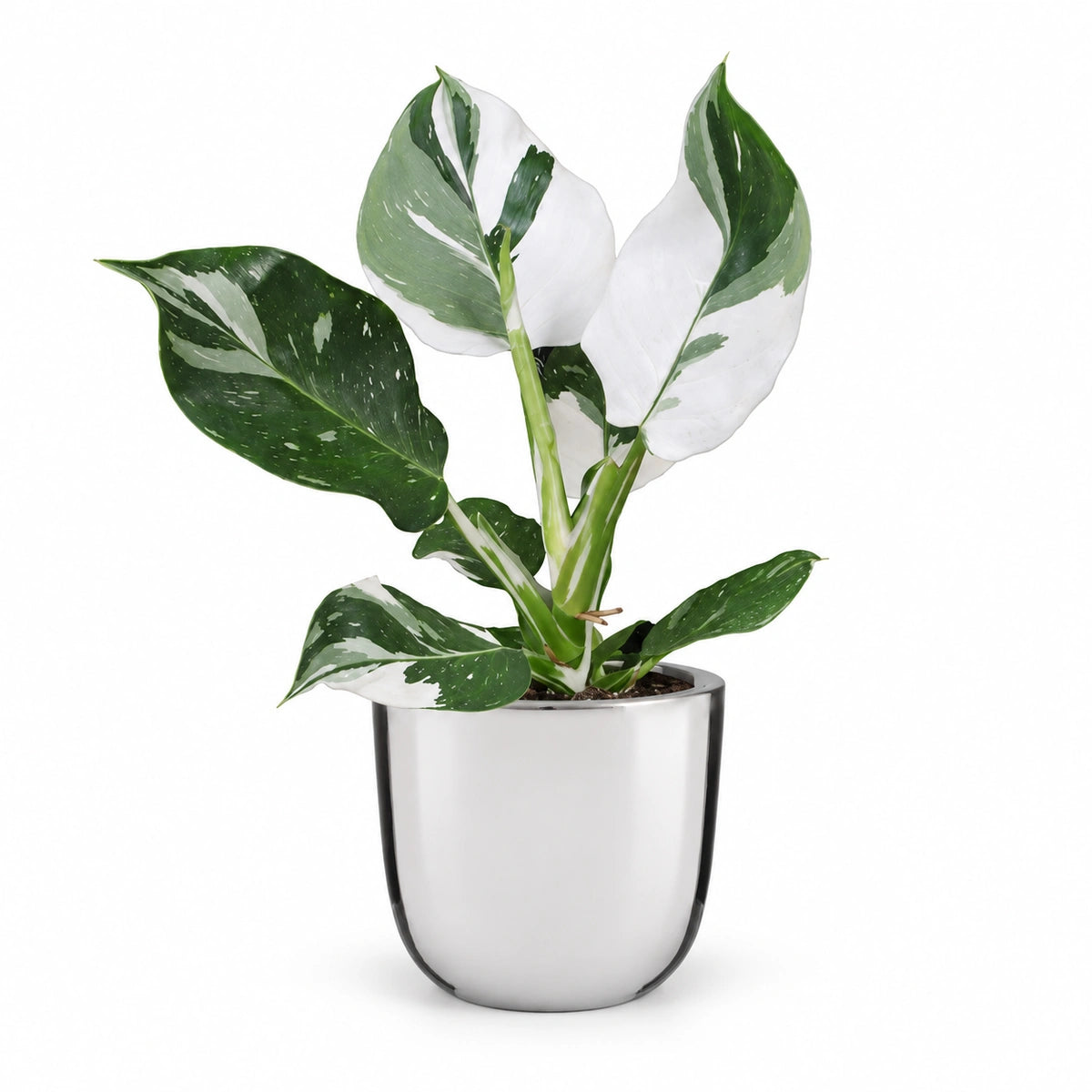 Philodendron 'White Wizard' 12cm + Chaz silver 13.5cm (116701)