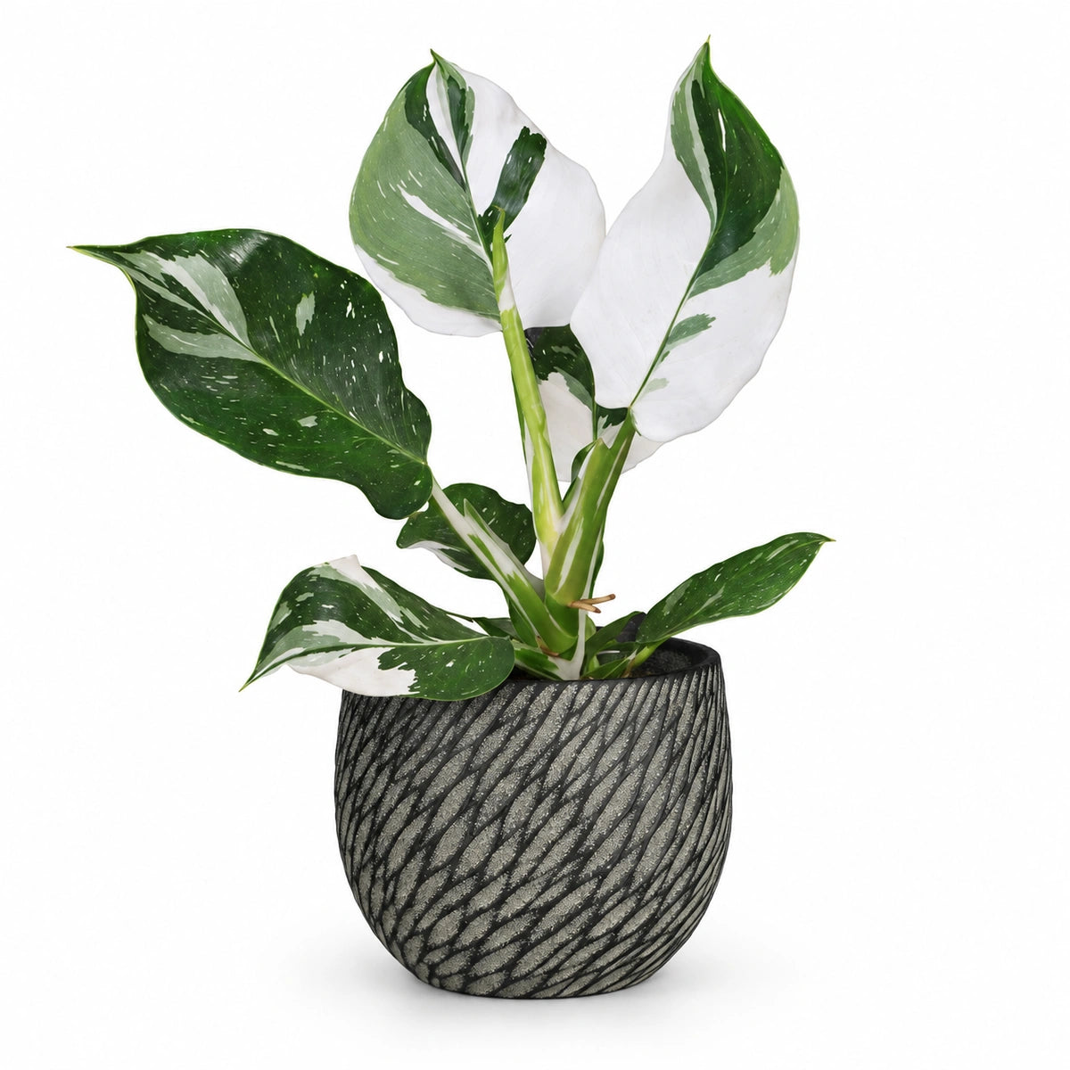 Philodendron 'White Wizard' 12cm + Elio anthracite 12.5cm (1163962)