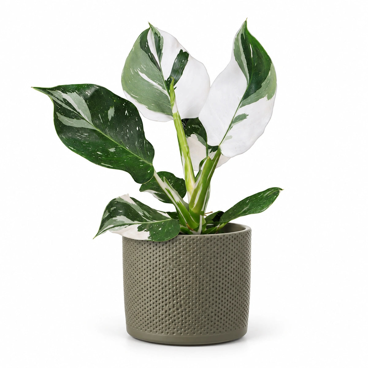 Philodendron 'White Wizard' 12cm + Era green relief 14cm (1051633)