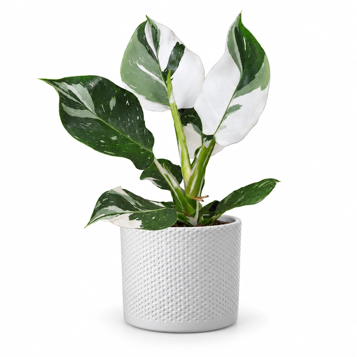 Philodendron 'White Wizard' 12cm + Era white relief 14cm (1051623)