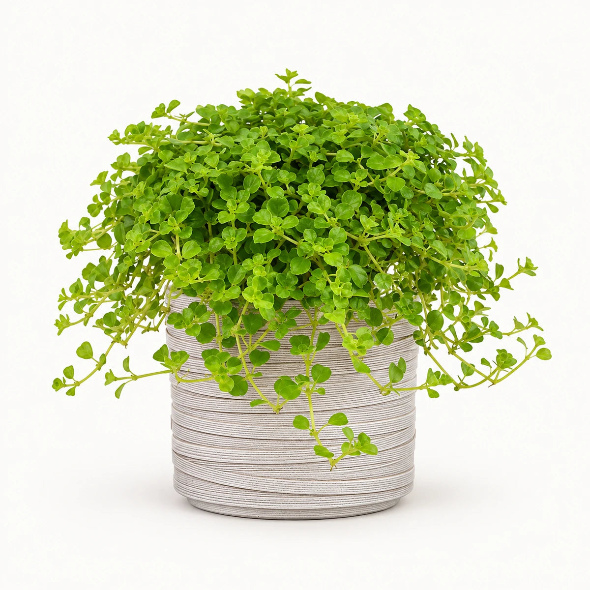 Pilea  depressa 10.5cm + Capi cylinder loop ivory 12cm (BLPI211)