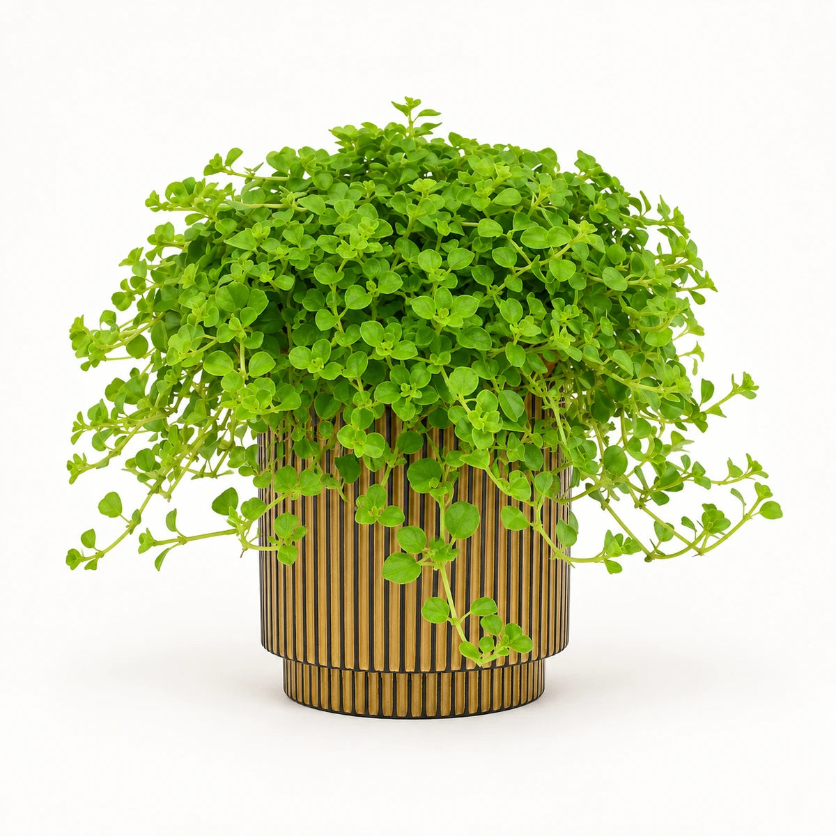 Pilea  depressa 10.5cm + Capi Vase cylinder groove black-gold 11cm (BGVGB312)