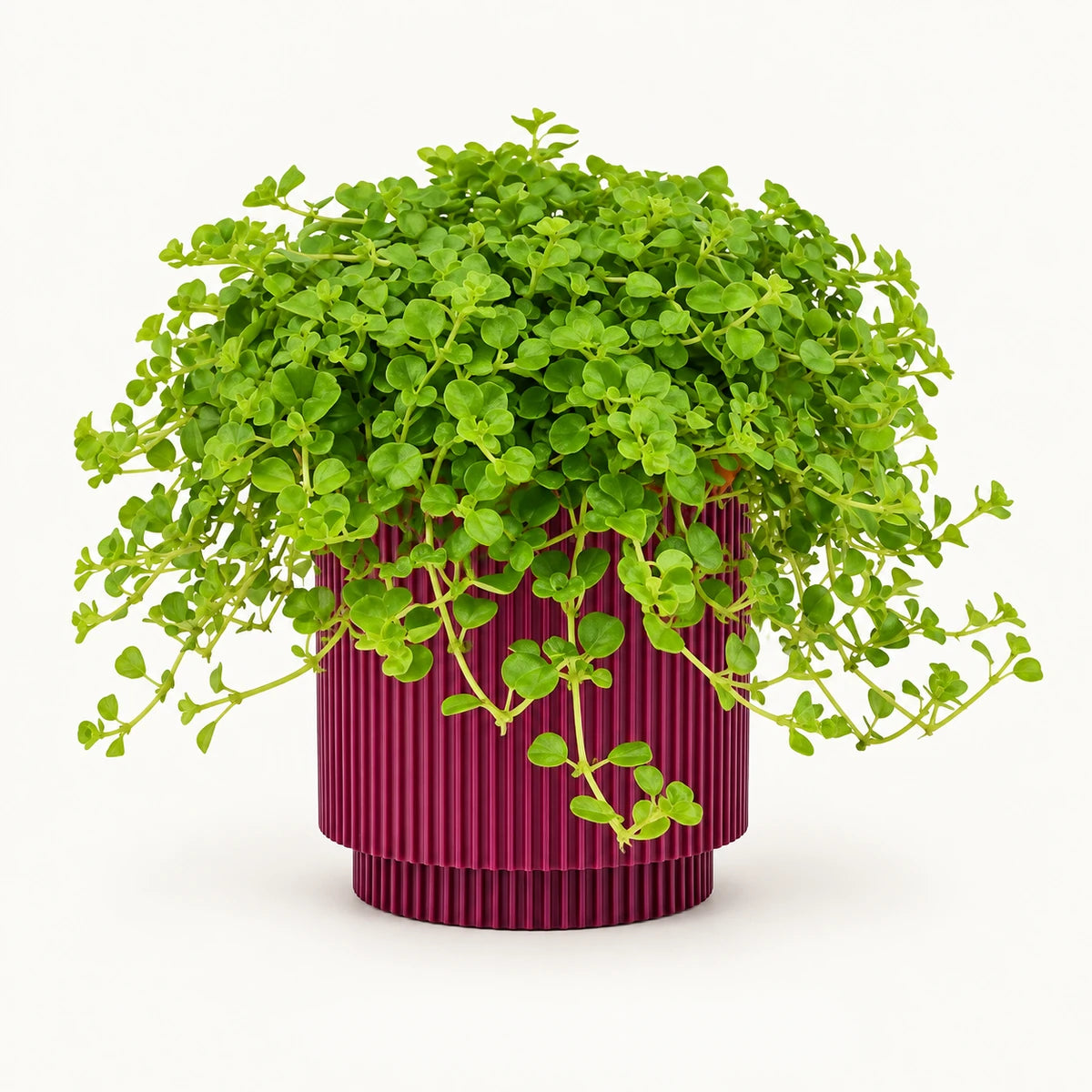 Pilea  depressa 10.5cm + Capi Vase cylinder groove purple 11cm (BGVP312)