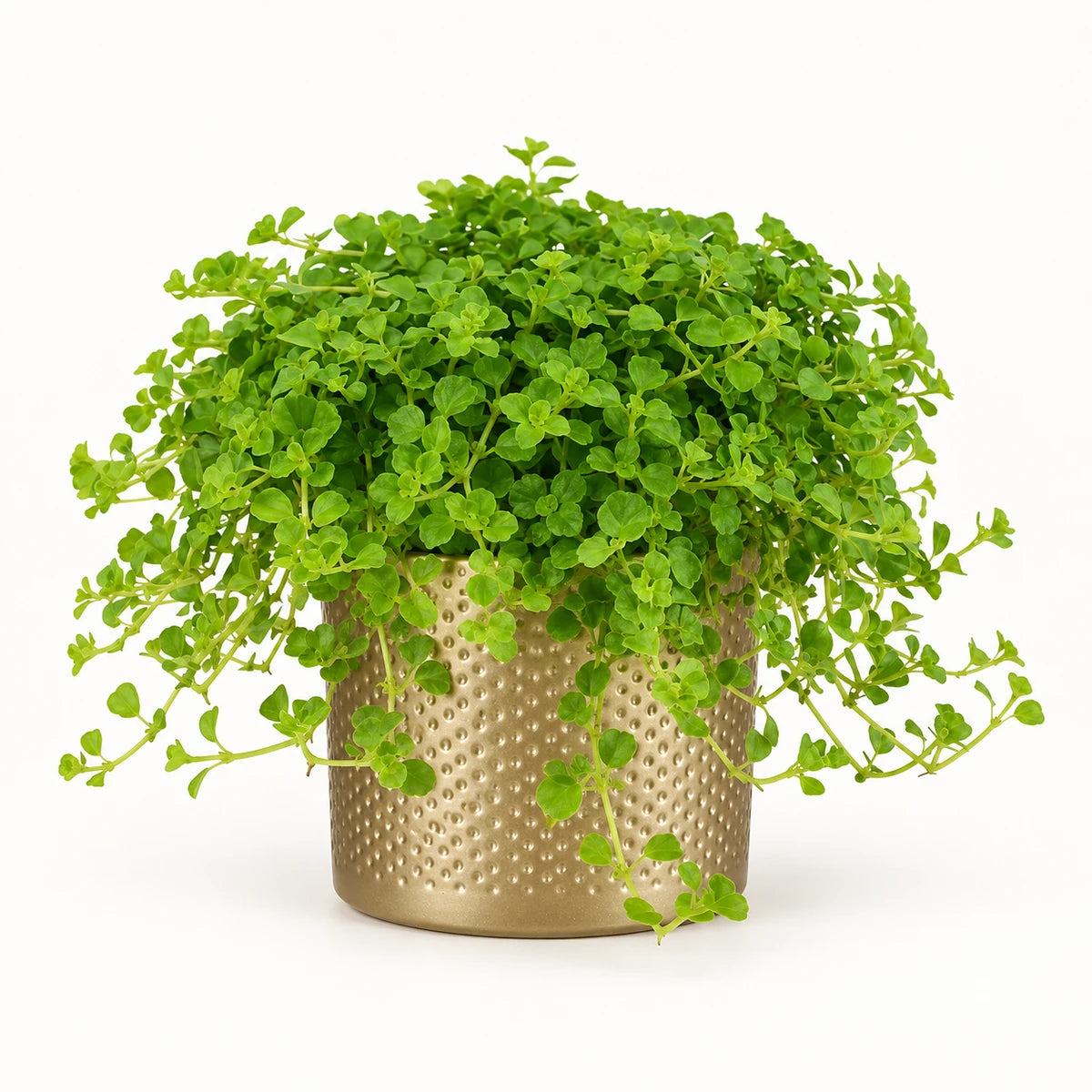 Pilea  depressa 10.5cm + Era gold relief 10.5cm (1059866)