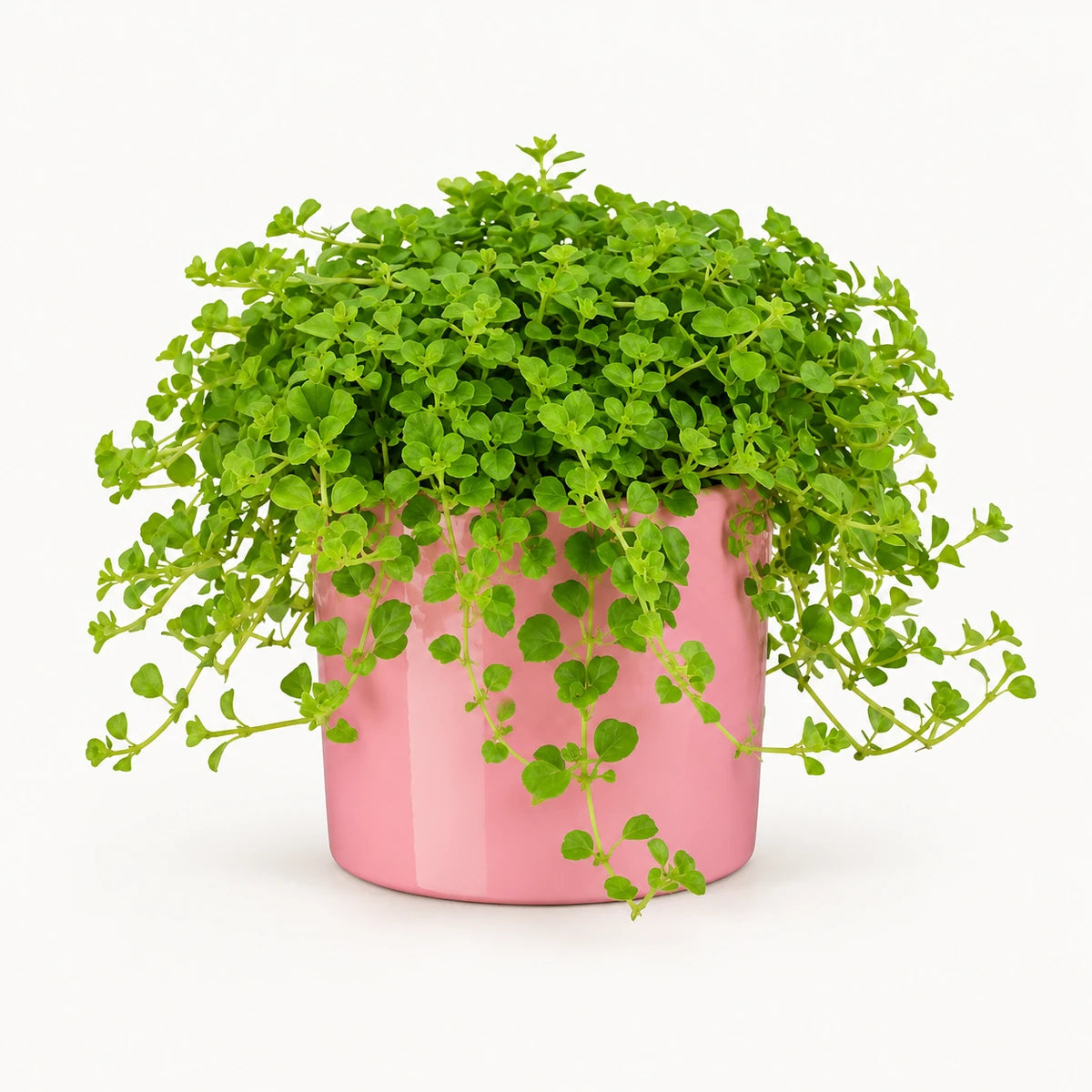 Pilea  depressa 10.5cm + Era pink 10.5cm (1135536)