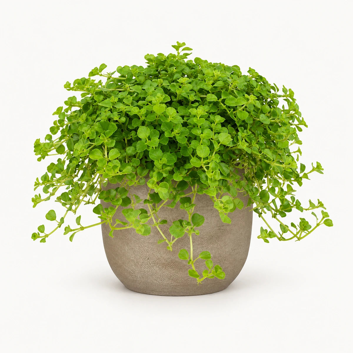 Pilea  depressa 10.5cm + Nora taupe 11cm (1074611)