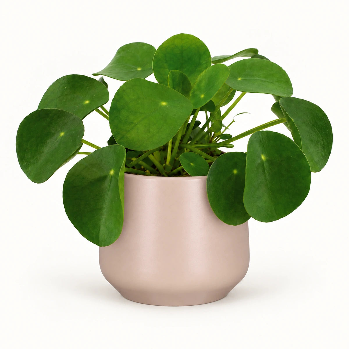 Pilea peperomioides 12cm + Amber l. pink matt 14.5cm (1094378)
