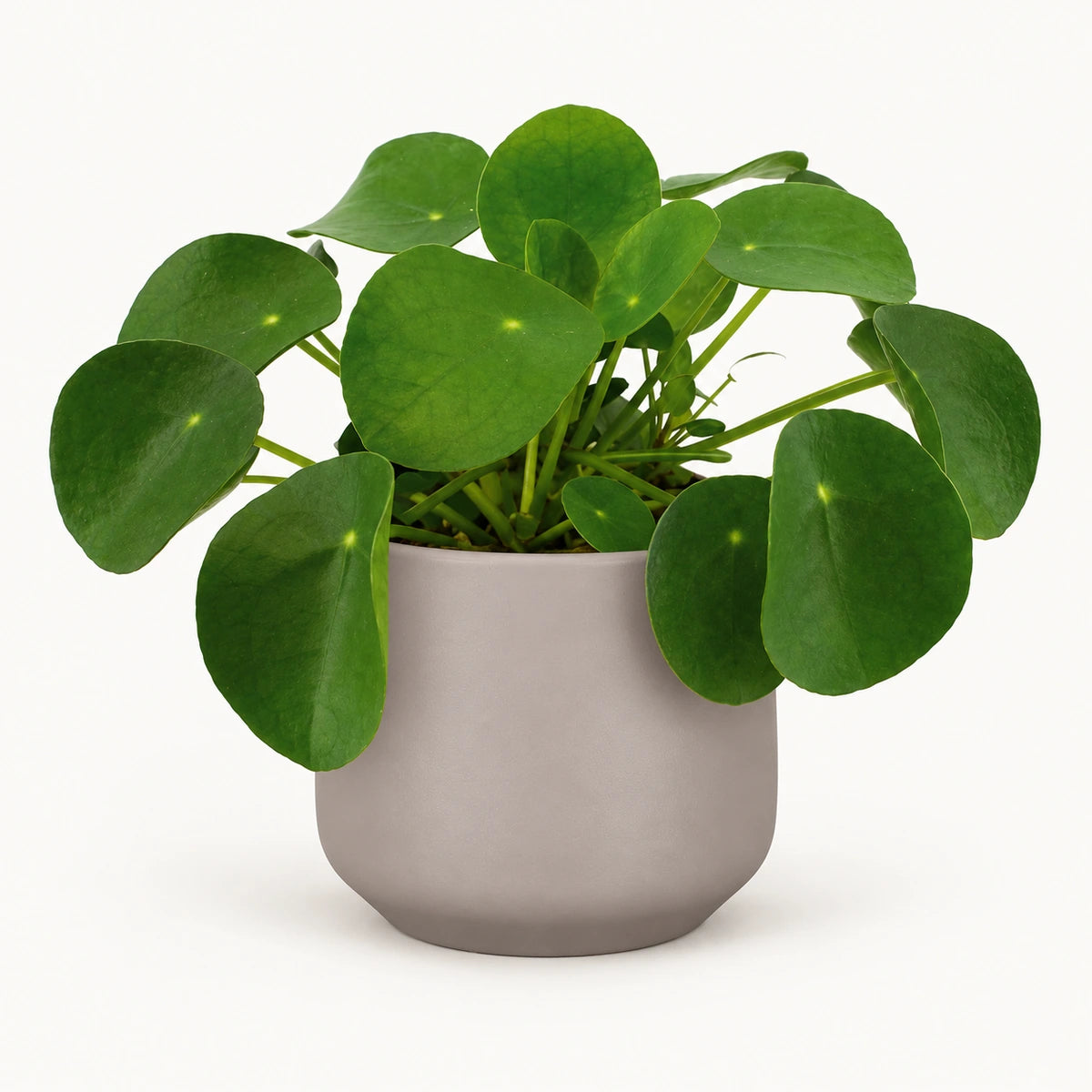 Pilea peperomioides 12cm + Amber taupe matt 13cm (1097322)