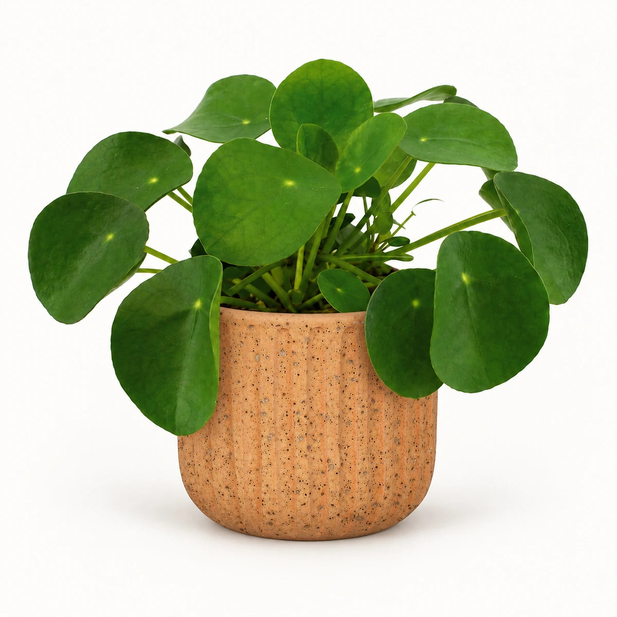 Pilea peperomioides 12cm + Dante l. brown 14cm