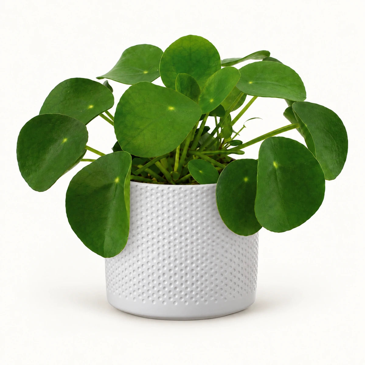 Pilea peperomioides 12cm + Era white relief 14cm (1051623)