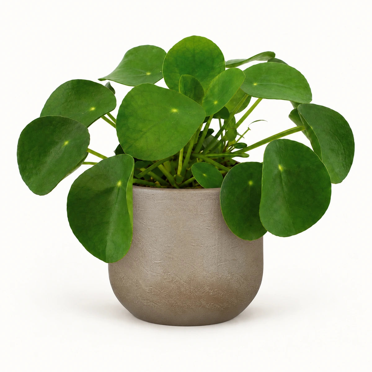 Pilea peperomioides 12cm + Nora taupe 14cm (1074613)