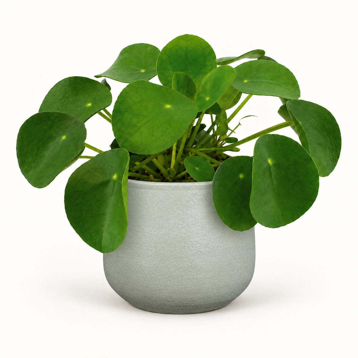 Pilea peperomioides 12cm + Sevilla grey 12.5cm (1175801)