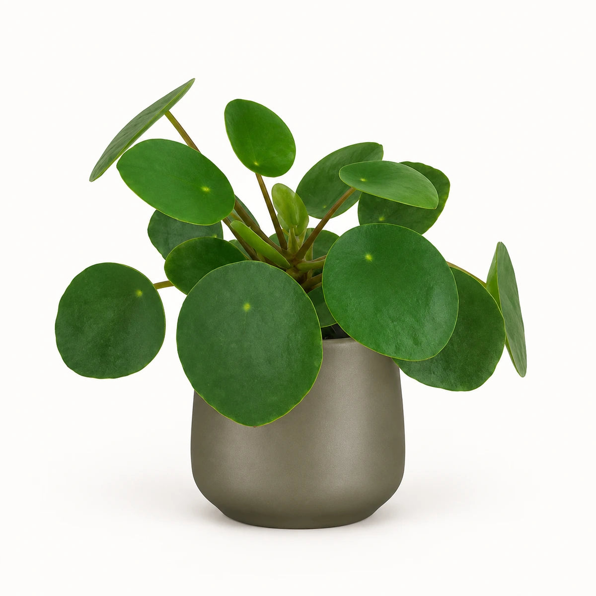 Pilea peperomioides 6cm + Amber green matt 6cm (1094372)