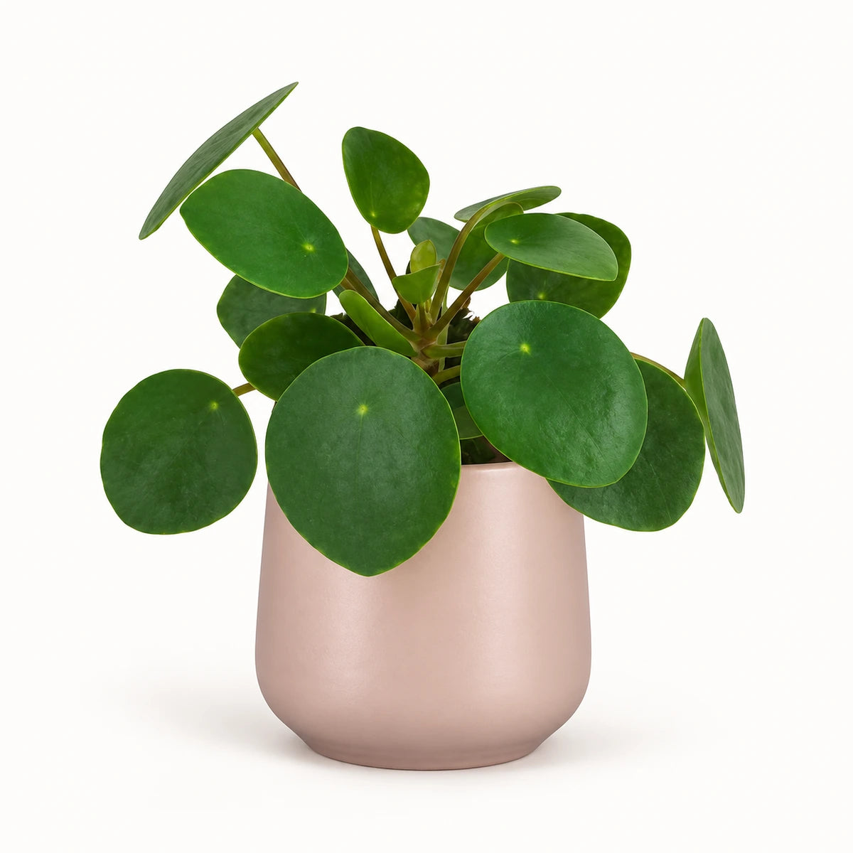 Pilea peperomioides 6cm + Amber l. pink matt 6cm (1094375)