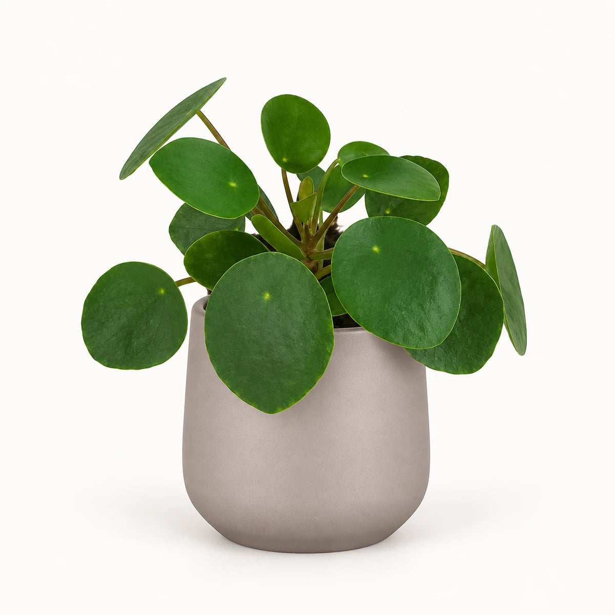 Pilea peperomioides 6cm + Amber taupe matt 6cm (1094366)