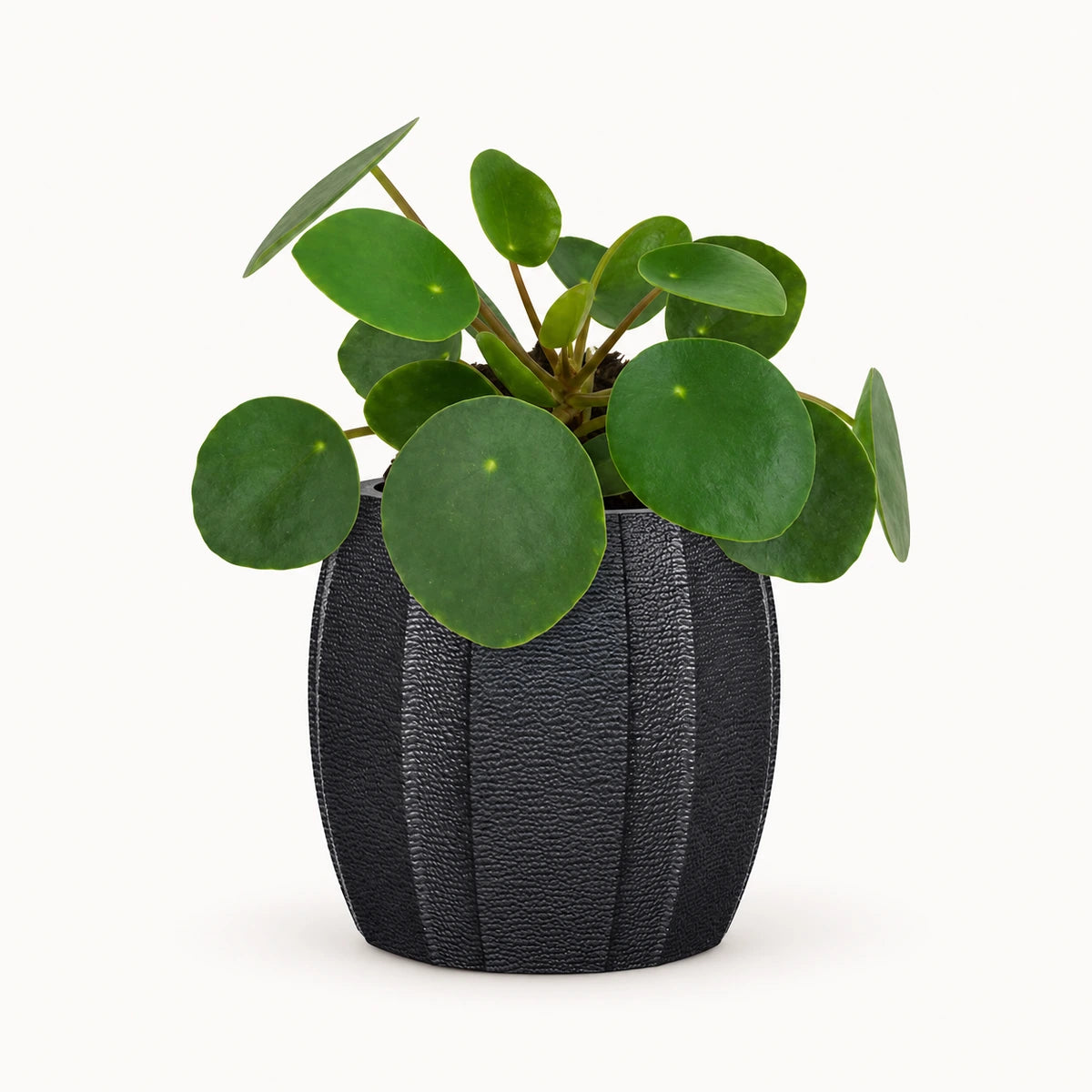 Pilea peperomioides 6cm + Capi elegant wide arc anthracite 10cm (BARA291)