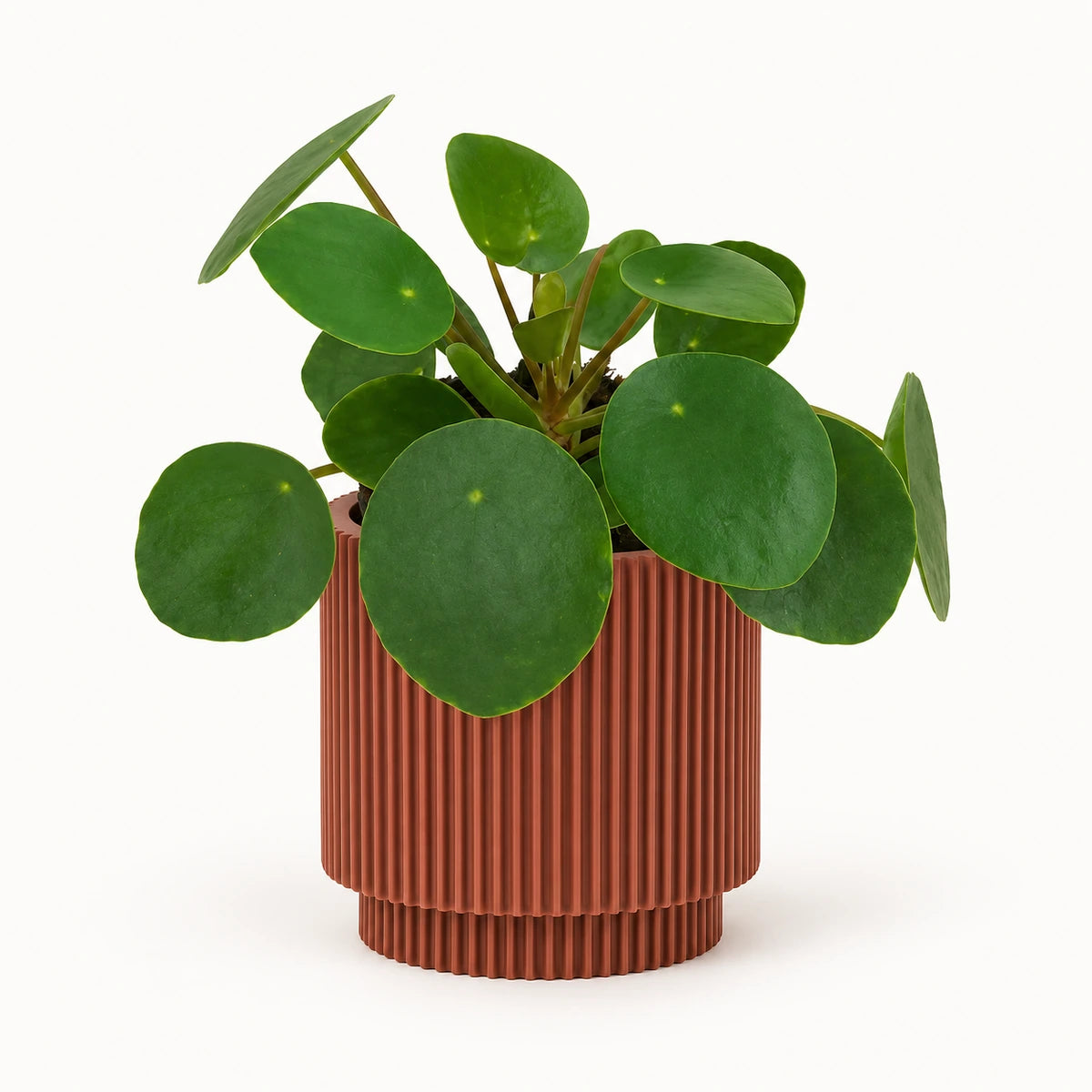 Pilea peperomioides 6cm + Capi Vase cylinder groove merlot-red 8cm (BGVMR311)