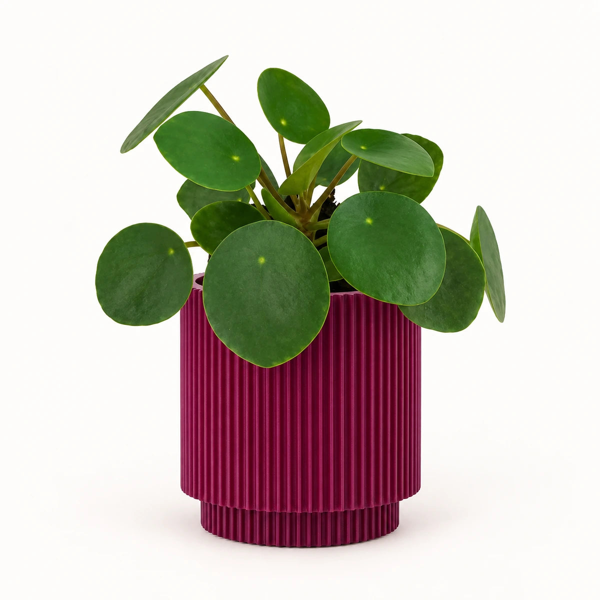 Pilea peperomioides 6cm + Capi Vase cylinder groove purple 8cm (BGVP311)