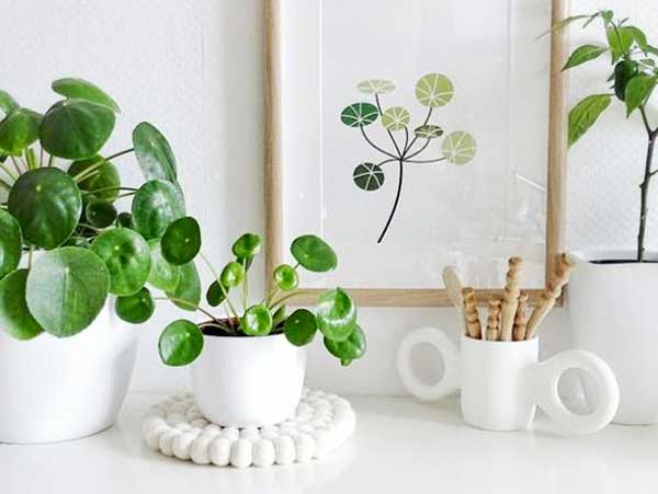 
                  
                    Pilea peperomioides - Πρόταση διακόσμησης
                  
                