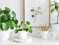 
                  
                    Pilea peperomioides - Πρόταση διακόσμησης
                  
                