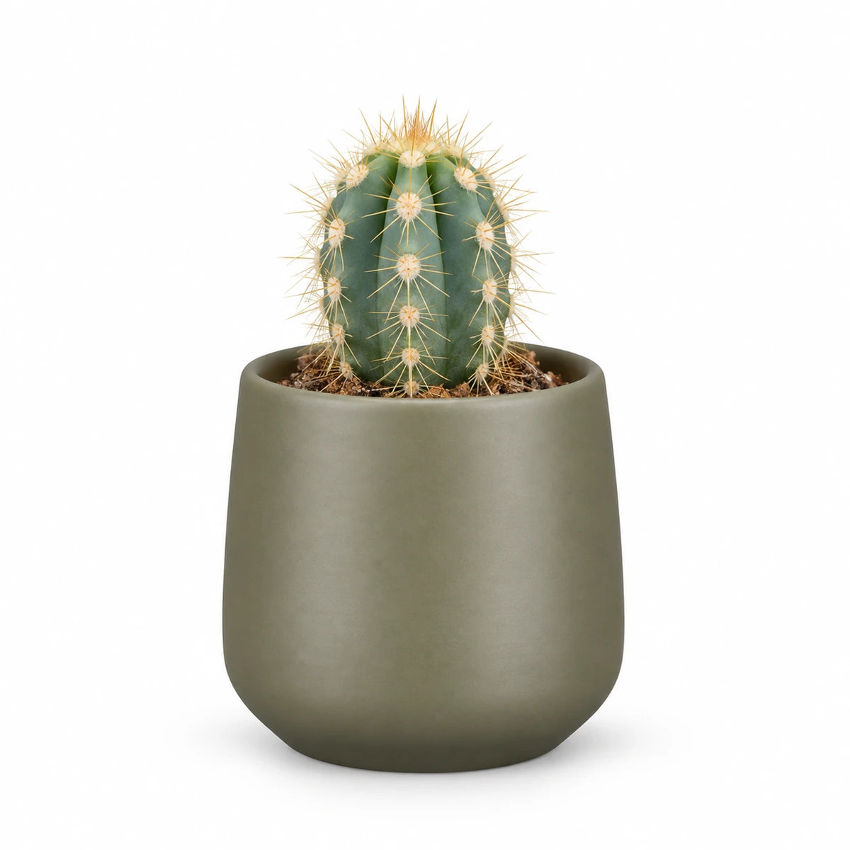 Pilosocereus azureus 5.5cm + Amber green matt 6cm (1094372)