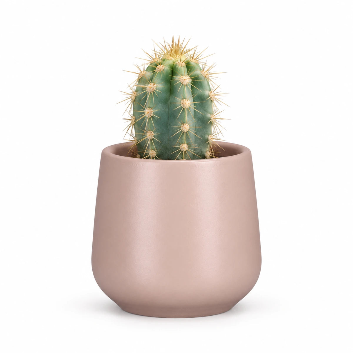 Pilosocereus azureus 5.5cm + Amber l. pink matt 6cm (1094375)