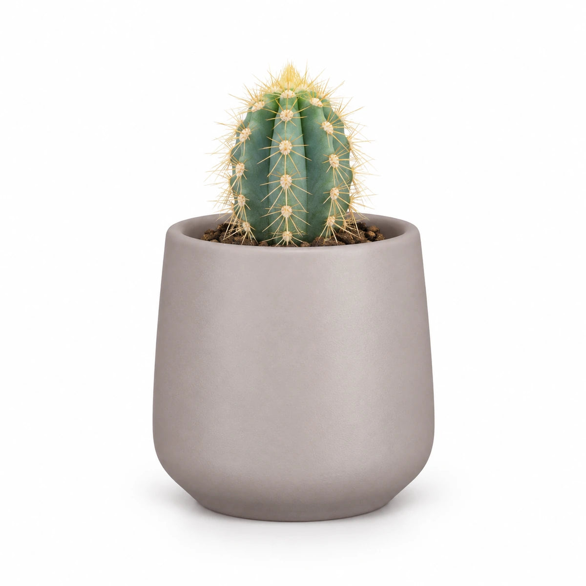 Pilosocereus azureus 5.5cm + Amber taupe matt 6cm (1094366)