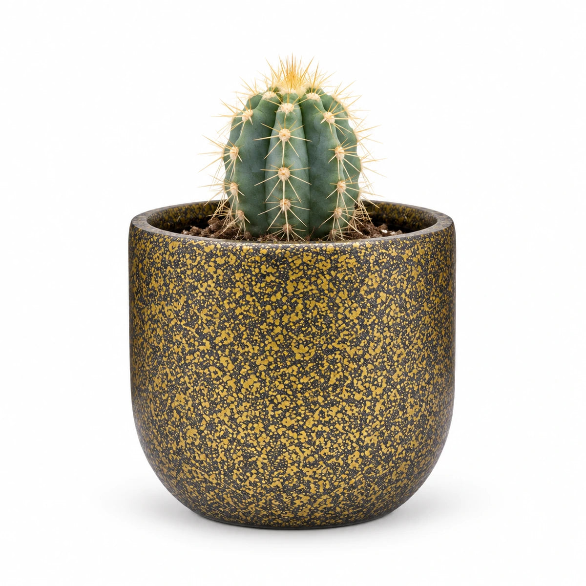 Pilosocereus azureus 5.5cm + Capi Planter ball Terrazzo gold 8cm (BTZG131)