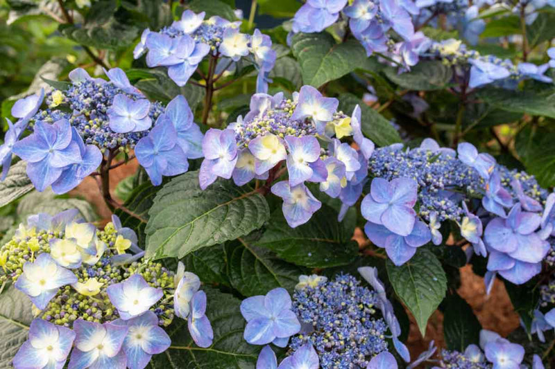 Hydrangea Endless Summer® 'Pop Star blue' 17cm