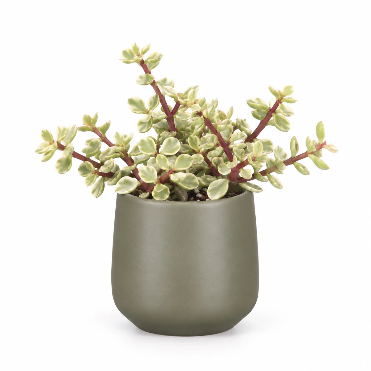 Portulacaria afra f. variegata 5.5cm + Amber green matt 6cm (1094372)