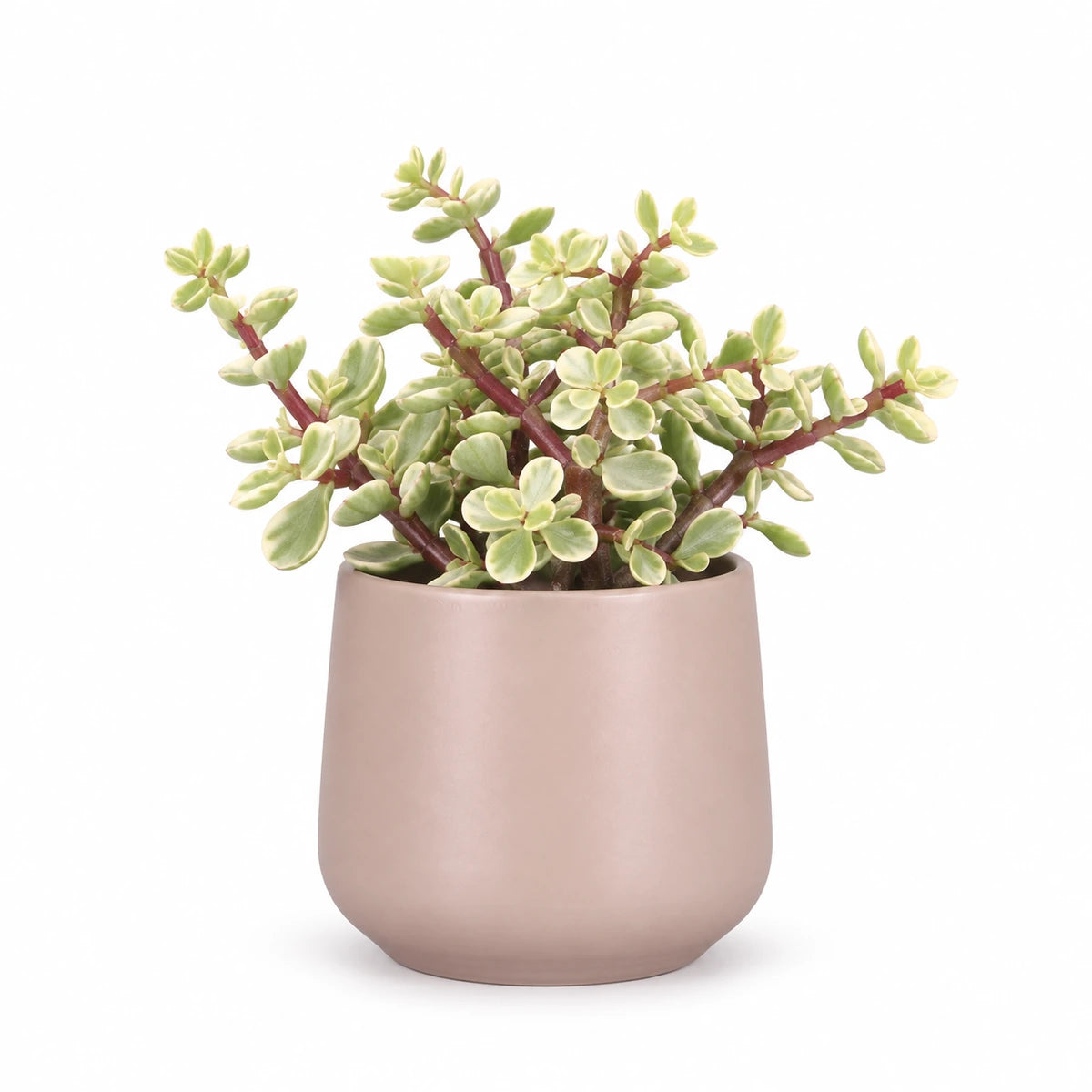Portulacaria afra f. variegata 5.5cm + Amber l. pink matt 6cm (1094375)