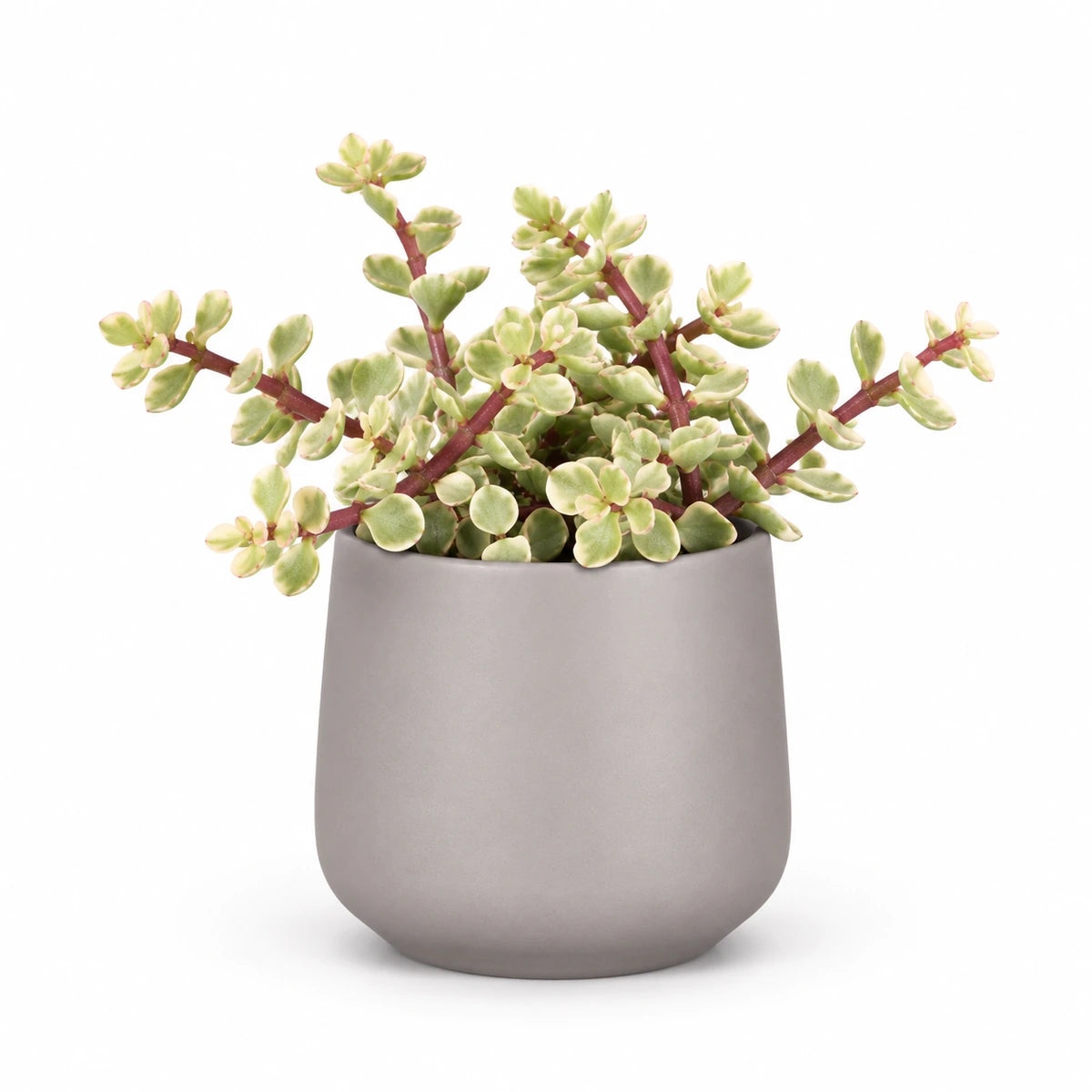 Portulacaria afra f. variegata 5.5cm + Amber taupe matt 6cm (1094366)