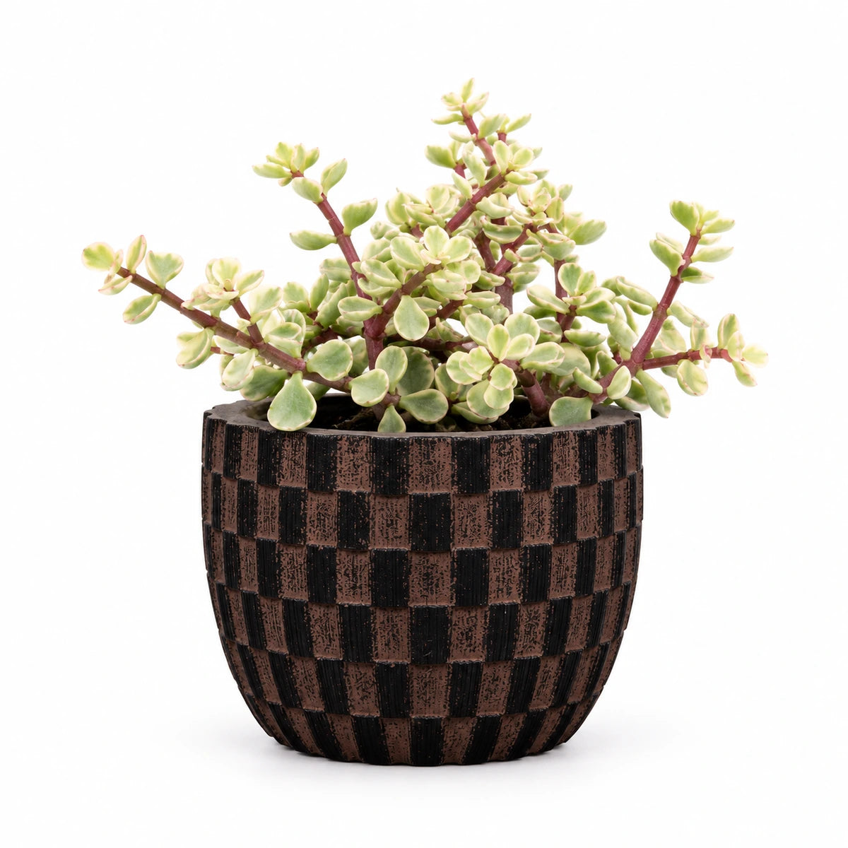 Portulacaria afra f. variegata 5.5cm + Capi Egg wave brown 10cm (BWVB139)