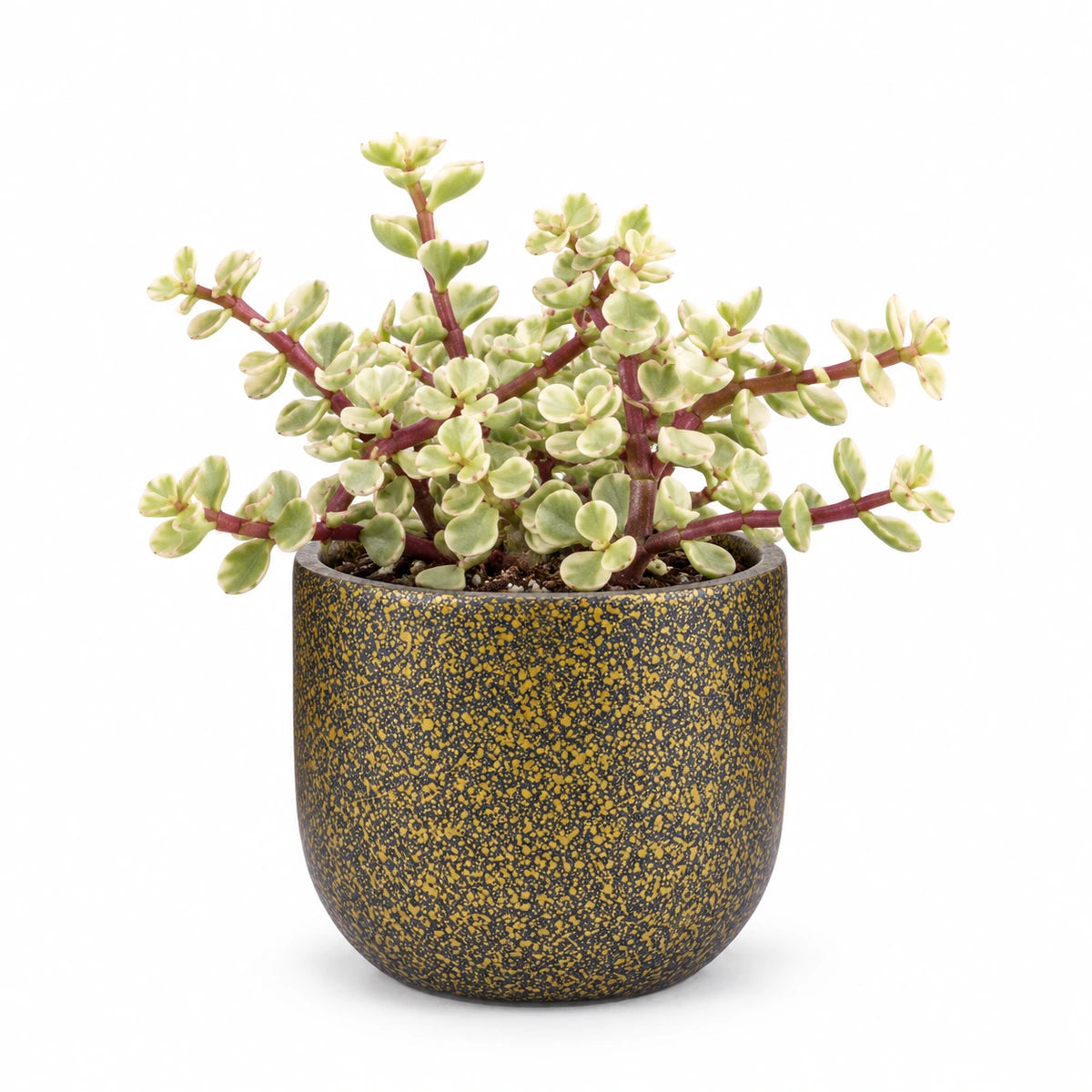 Portulacaria afra f. variegata 5.5cm + Capi Planter ball Terrazzo gold 8cm (BTZG131)