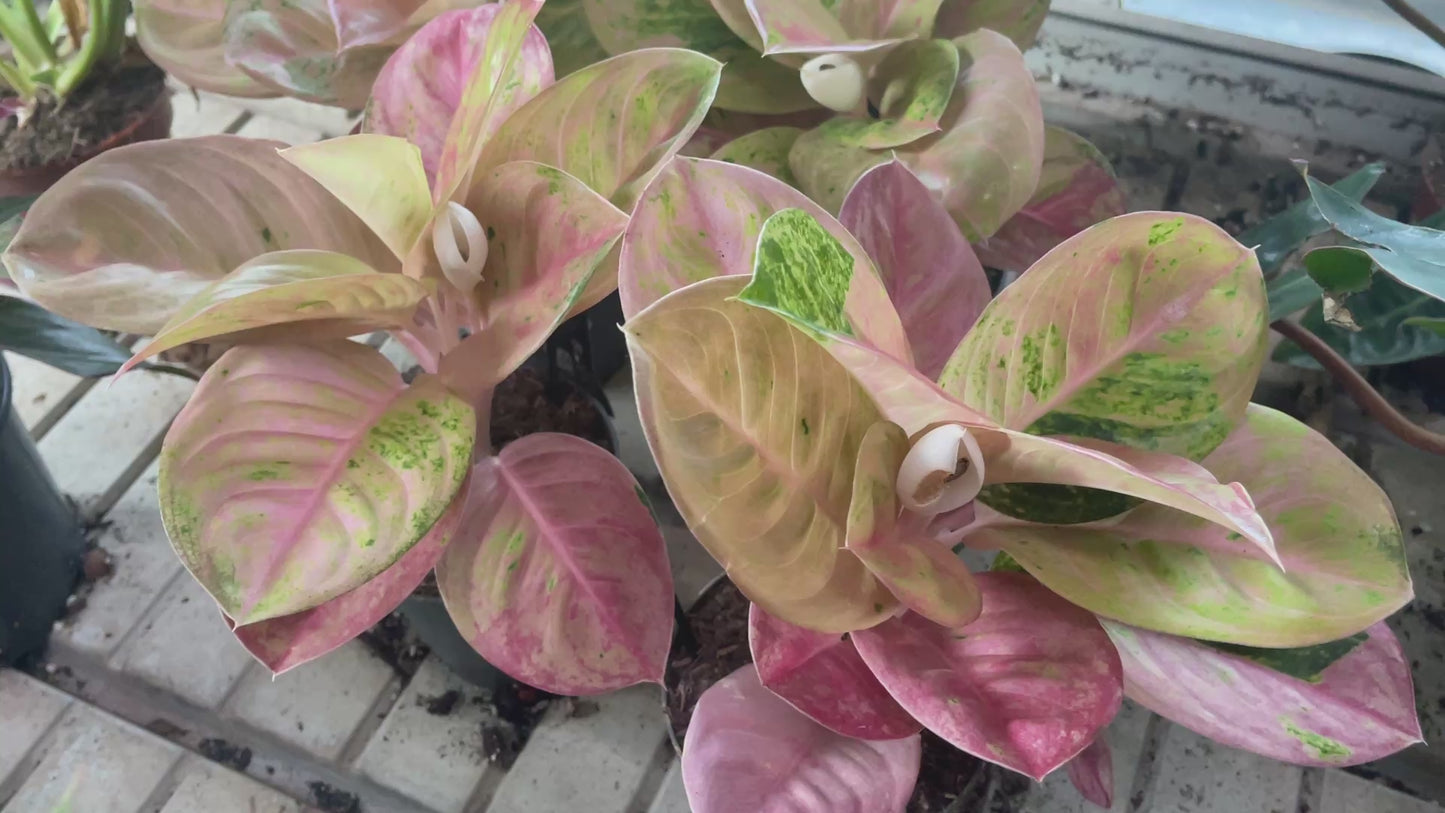 Aglaonema 'Apple Fantasy' 12cm