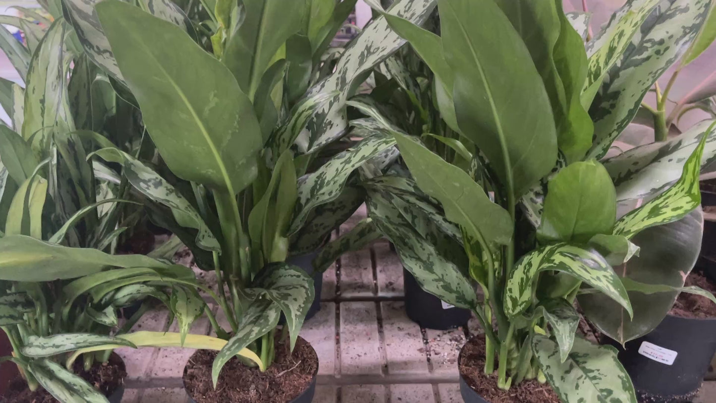 Aglaonema 'Silver Queen' 14cm