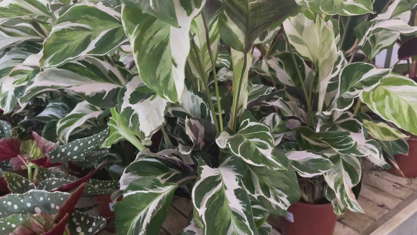 Calathea 'Stella' 14cm