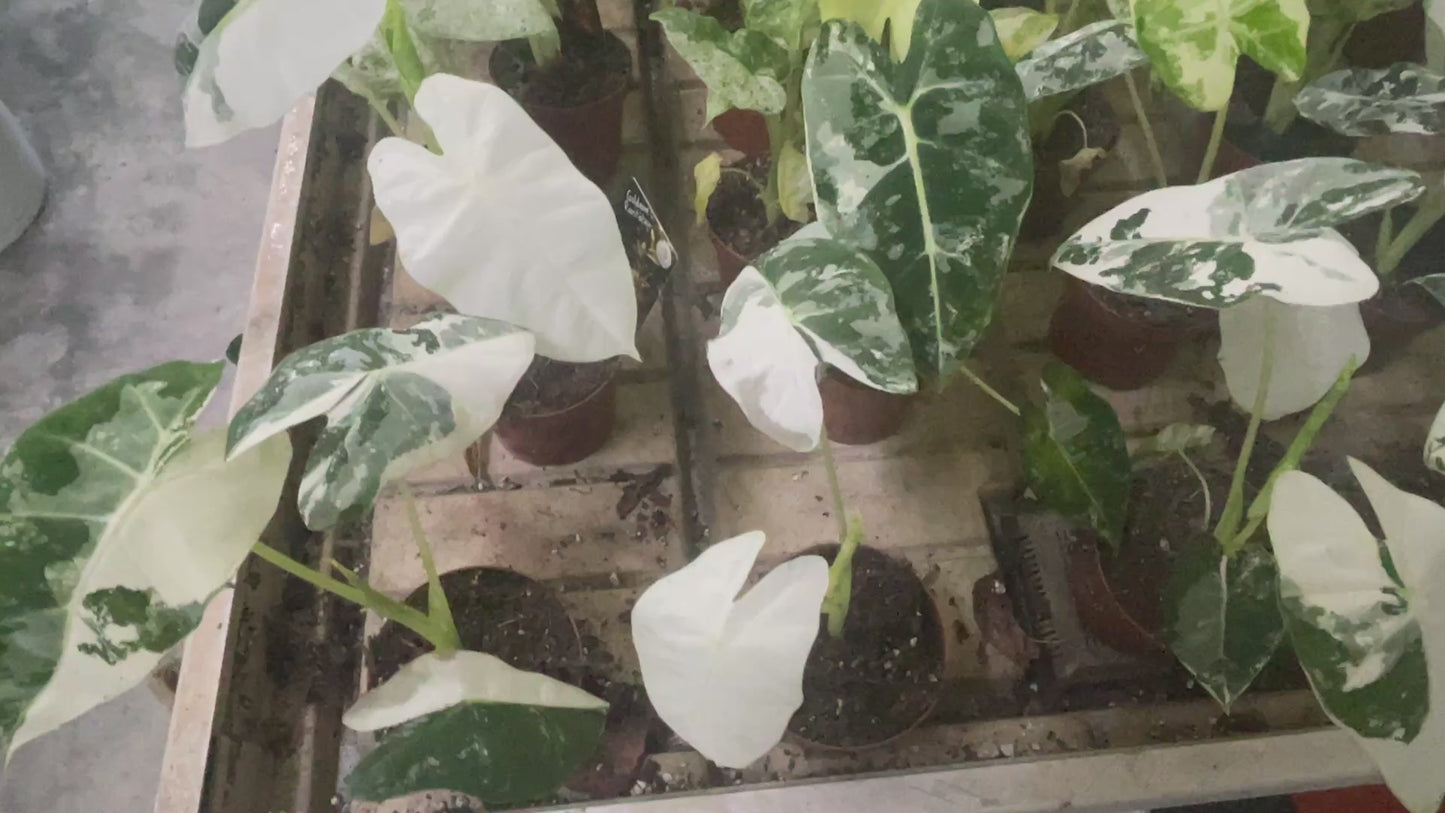 Alocasia 'Frydek Variegata' 9cm