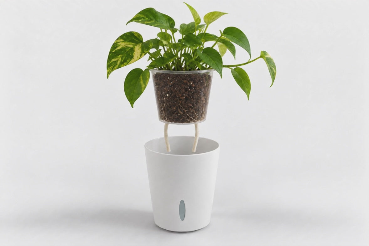 Self-Watering Aroid Pots with insert
