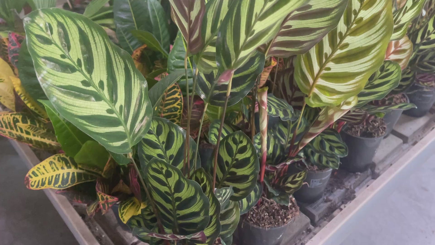 Calathea makoyana 12cm