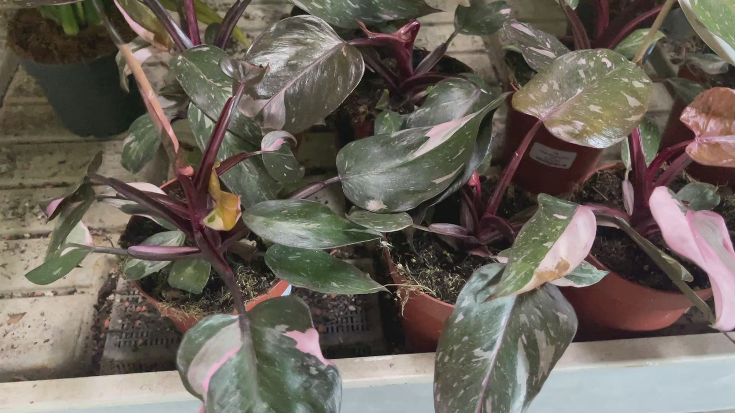 Philodendron 'Pink Princess' 12cm