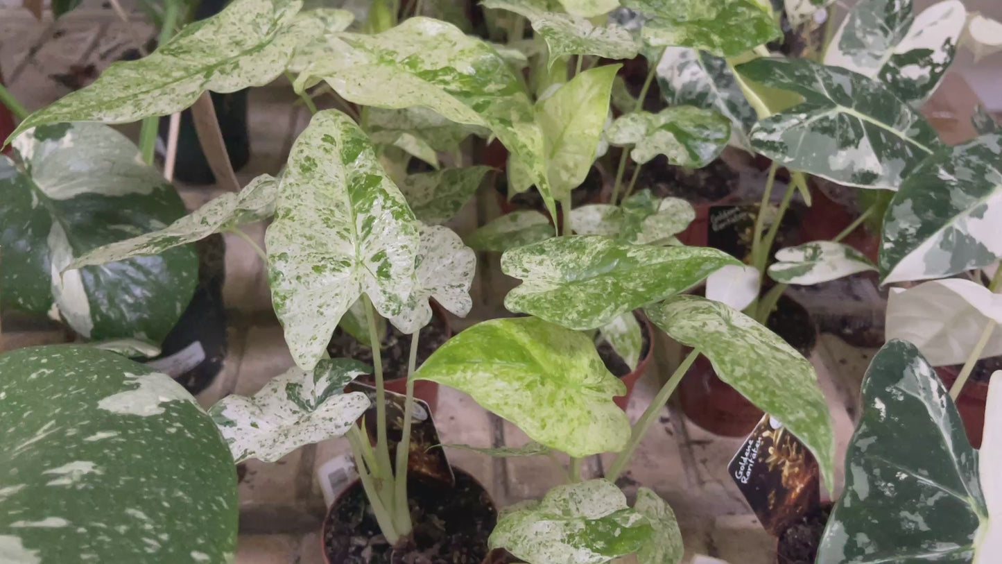Alocasia Odora 'Batik' 9cm