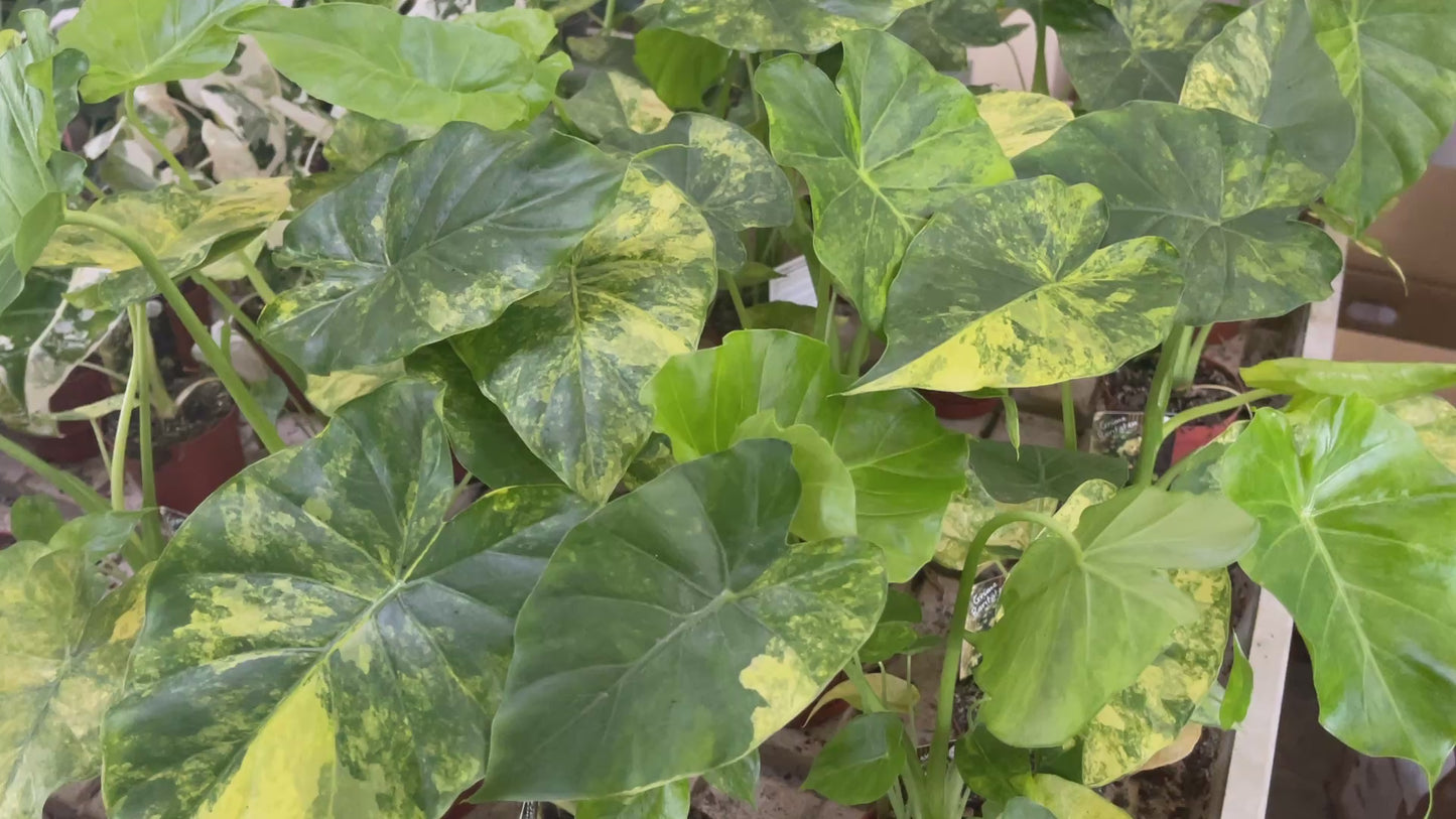 Alocasia gageana 'Variegata' 9cm