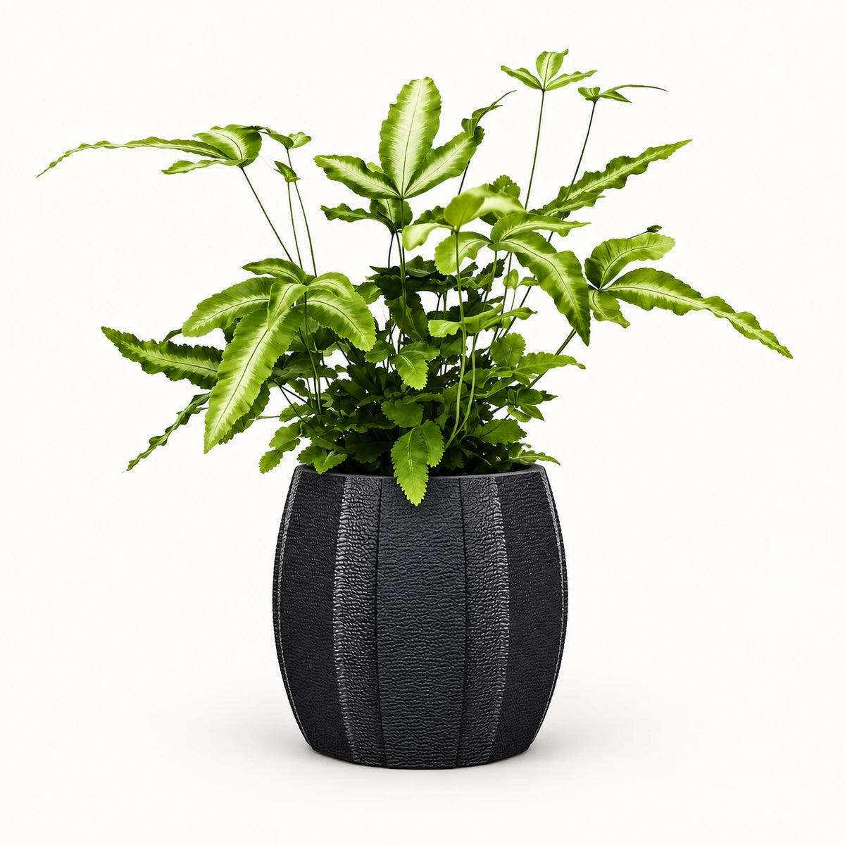 Pteris 'albolineata' 8.5cm + Capi elegant wide arc anthracite 12cm (BARA292)