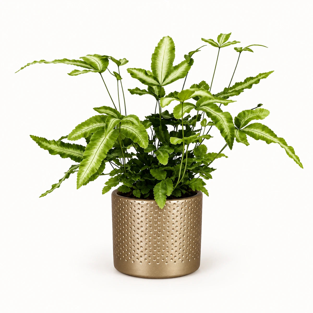 Pteris 'albolineata' 8.5cm + Era gold relief 8.5cm (1096073)