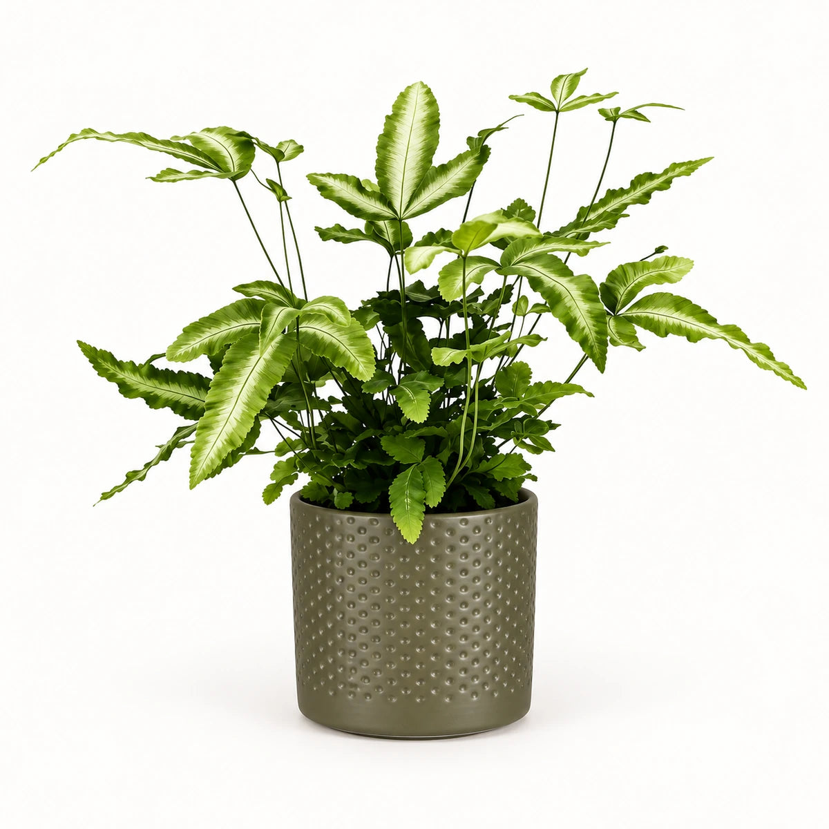 Pteris 'albolineata' 8.5cm + Era green relief 8.5cm (1096064)