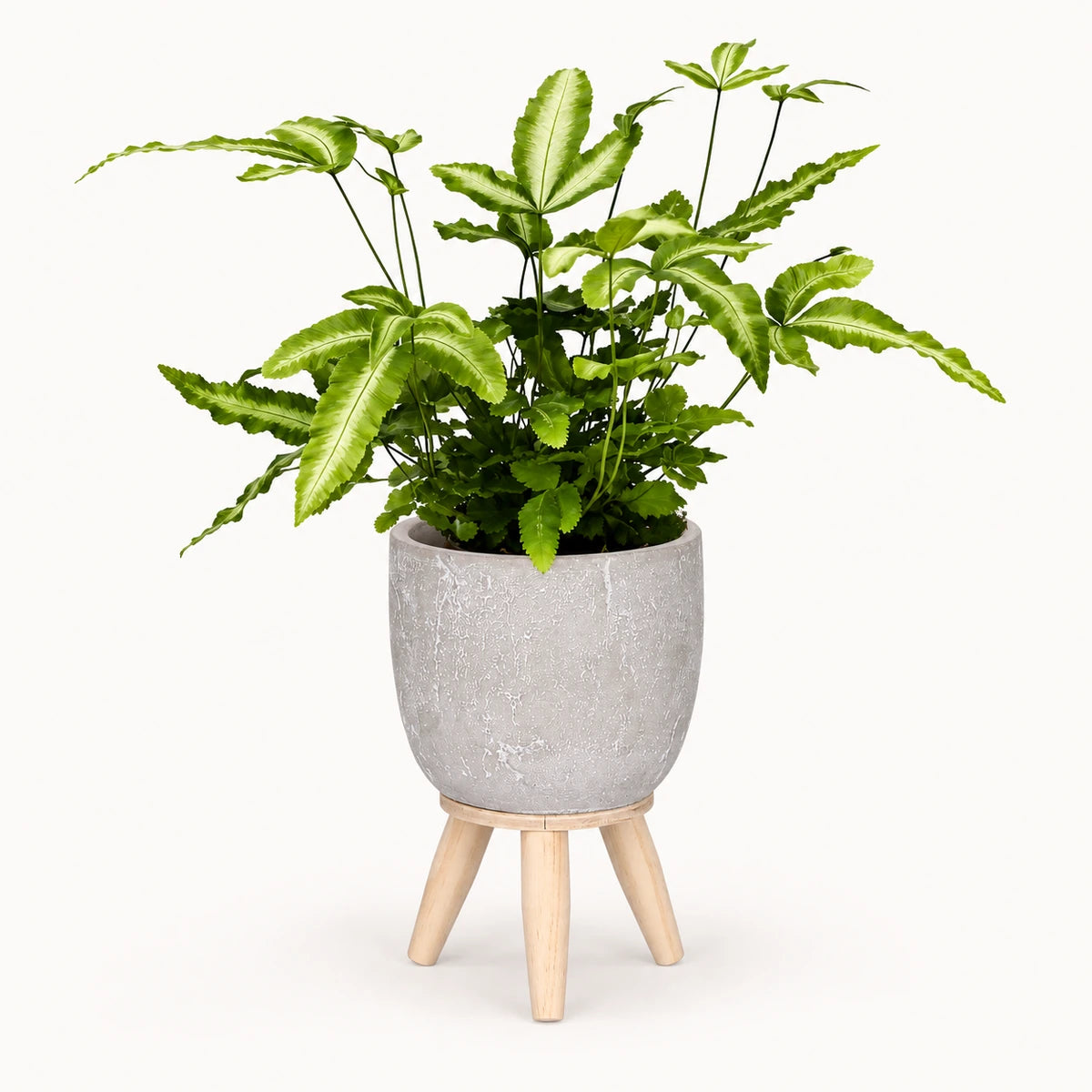Pteris 'albolineata' 8.5cm + Jimmy on stand l.grey 10.5cm (1095042)